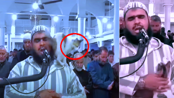 "فيديو الشيخ والقطة" يحظى بإشادة وإعجاب "غير المسلمين" عبر العالم