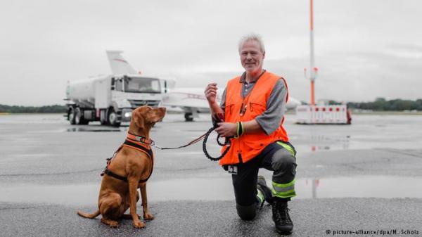 "تيدي".. كلب يتفوق على حراس الأمن بالمطار!