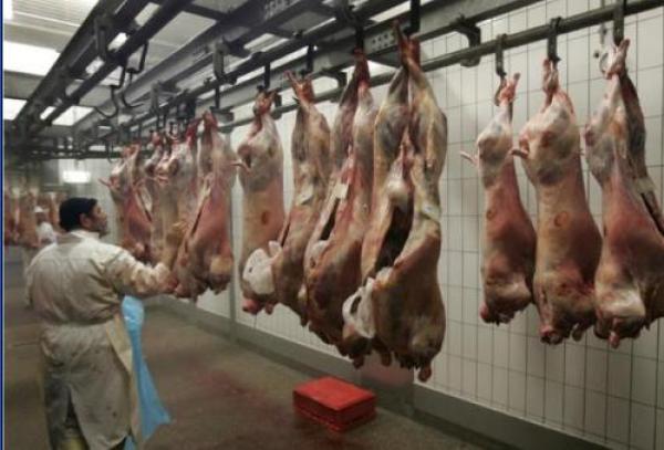المسلمون واليهود يتوحدون ضد حظر ذبح الحيوانات بالطريقة الدينية في هولندا