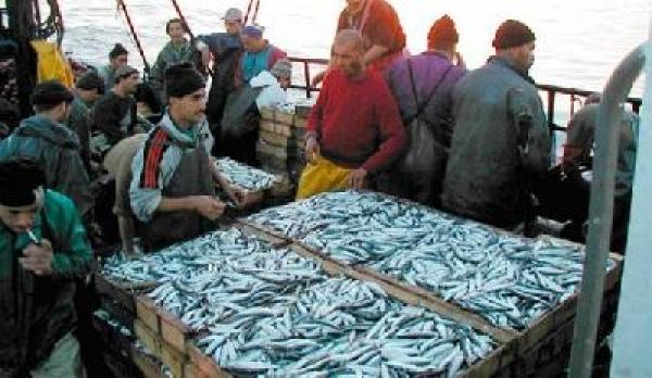 ارتفاع قيمة مفرغات الصيد الساحلي والتقليدي ب 8 في المئة نهاية يوليوز 2013