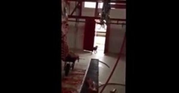 بالفيديو.. كلب يأكل من «ذبيحة» قبل بيعها في السعودية