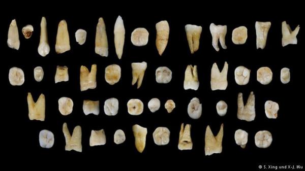 تاريخ هجرات الإنسان تكشف عنه أسنان بشرية