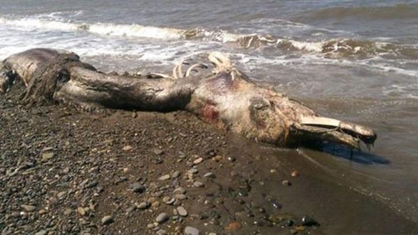 بالصور.. ظهور كائن يشبه الديناصور على شواطئ جزيرة سخالين فى روسيا!
