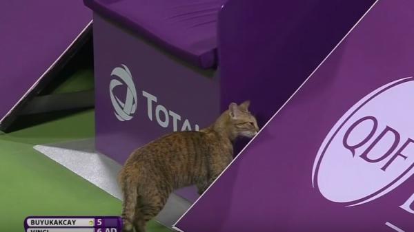 قطة تساعد لاعبة في الفوز بدورة الدوحة للتنس (فيديو)