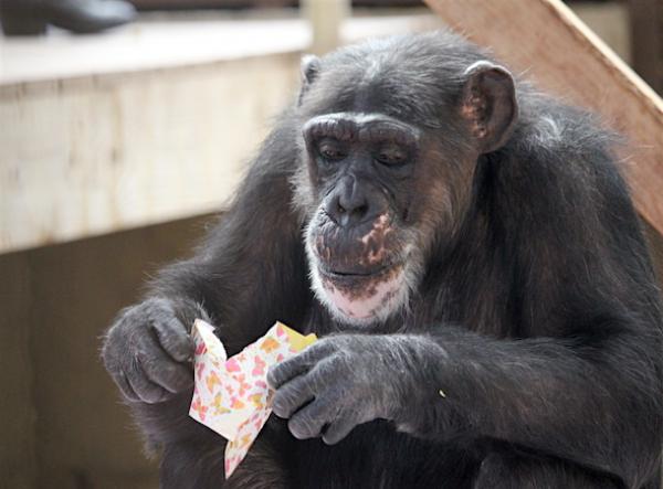 بالفيديو: أنثى شمبانزي تحتفل بعيد ميلادها برفقة عشرات الدمى