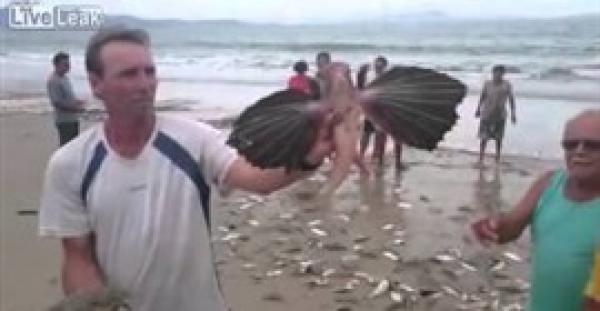 بالفيديو.. العثور على «سمكة غريبة» بأحد شواطئ البرازيل