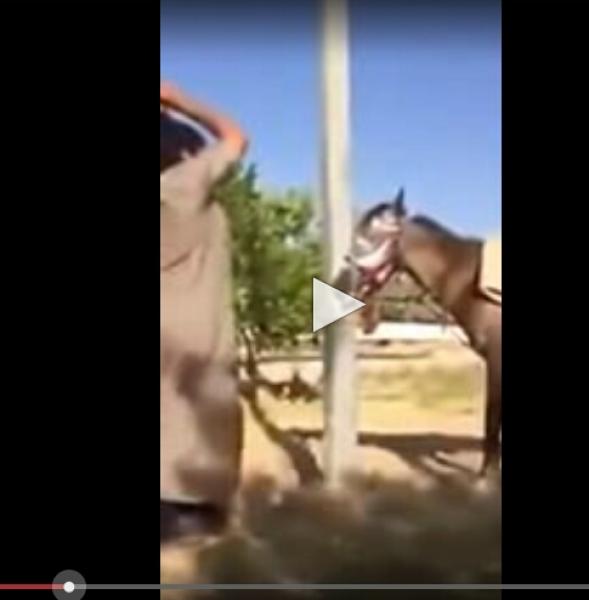 فيديو صادم لاعتداء على حصان يثير ضجة على الفايسبوك