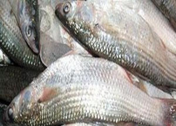 تناول وجبة أسبوعية من الأسماك الدهنية يحمى من التهاب المفاصل