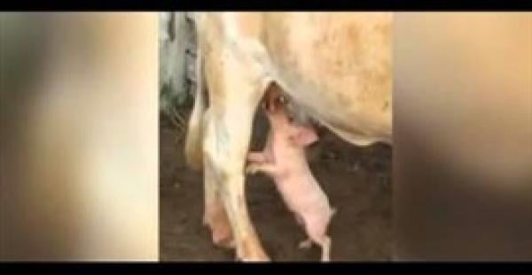 بالفيديو.. لقطات طريفة لخنزير يرضع من بقرة