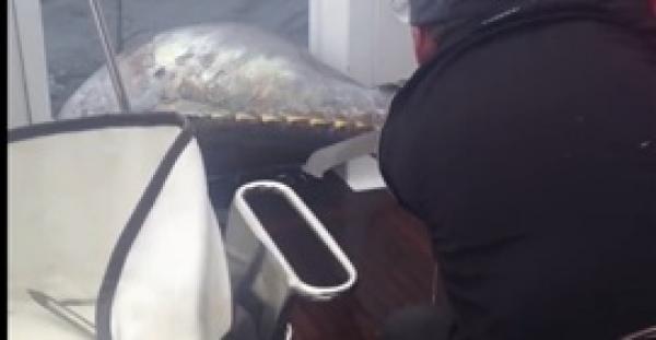 أكبر سمكة تونة في العالم بـ 2 مليون دولار (فيديو)