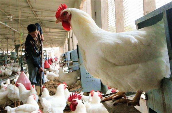 مهنيو الدواجن يخرجون بتوضيح جديد حول التهاب أسعار الدجاج في الأسواق ويدعون المغاربة إلى عدم المبالغة