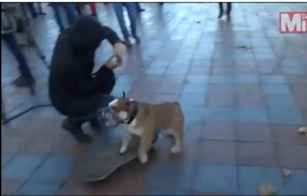 بالفيديو: شاهد كيف فرّق كلب وقفة احتجاجية في أوكرانيا