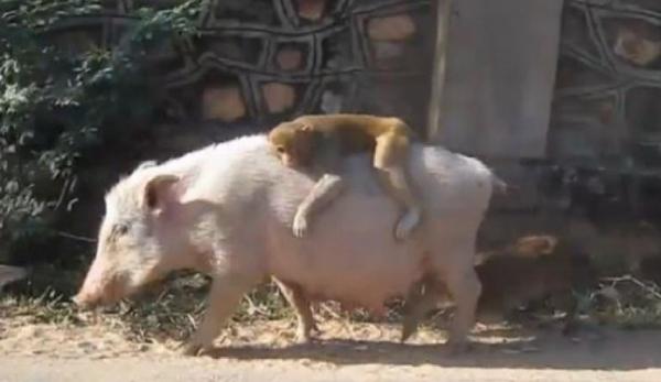 علماء صينيون يعلنون عن "انتاج"أول كائن هجين بين الخنزير والقرد