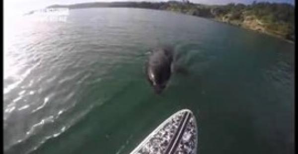 بالفيديو.. "الحوت القاتل" يسبح بالقرب من الشاطئ