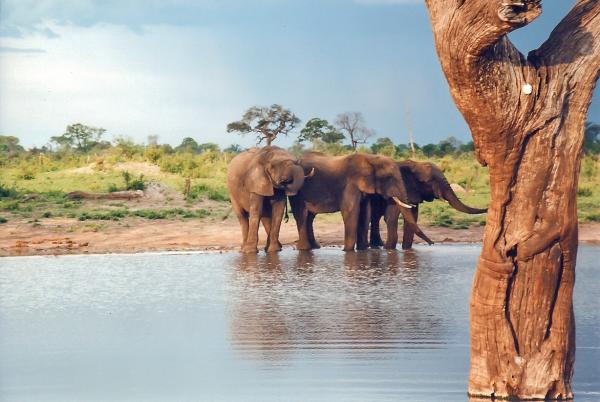 نفوق نحو مئة فيل بسبب شح المياه في أكبر متنزه وطني بزيمبابوي