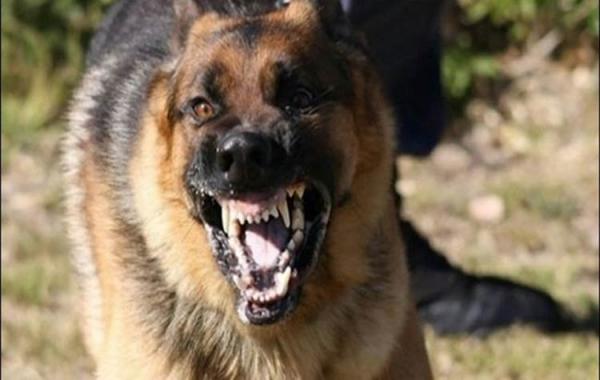 القبض على عصابة تستخدم كلبا من فصيلة شرسة في أعمال السرقة بالعنف