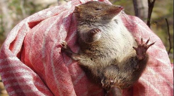 أستراليا: فئران نادرة مُهددة بالانقراض بسبب "الجنس" المُفرط