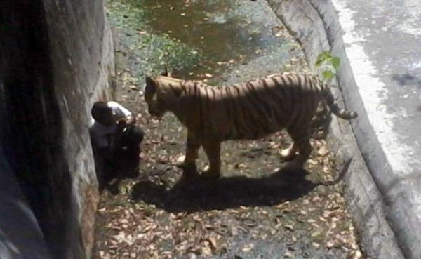 بالفيديو.. نمر يفترس تلميذًا في حديقة حيوانات بنيودلهي