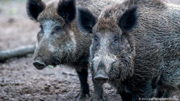 ألمانيا.. تأكيد أول حالة إصابة بـ"حمى الخنازير الإفريقية"