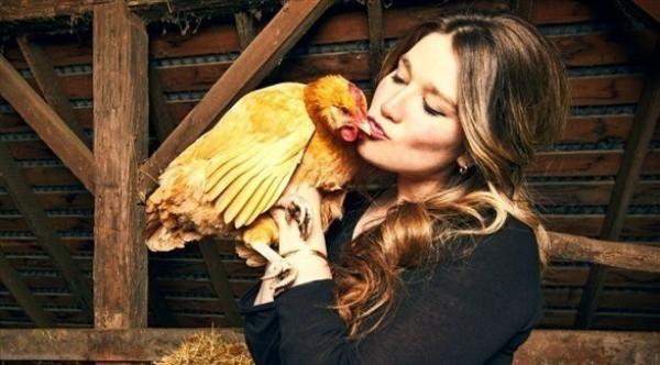السلطات الصحية الأمريكية توصي مواطنيها بالتوقف عن تقبيل الدجاج