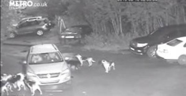 بالفيديو.. لقطات غريبة لكلاب تحاول سحب سيارة