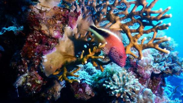 مرجان البحر الأحمر يقاوم التغير المناخي.. فهل ينقذ مرجان العالم؟