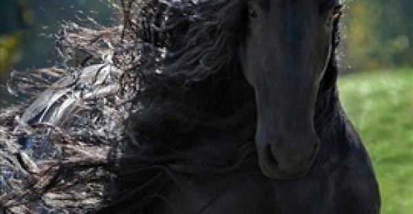 بالفيديو.. «فريدريك» أجمل حصان في العالم