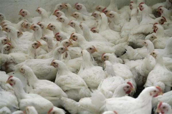 الوباء الغامض المتسبب في نفوق الدجاج يستمر في الانتشار و يصل الى هذه المنطقة 