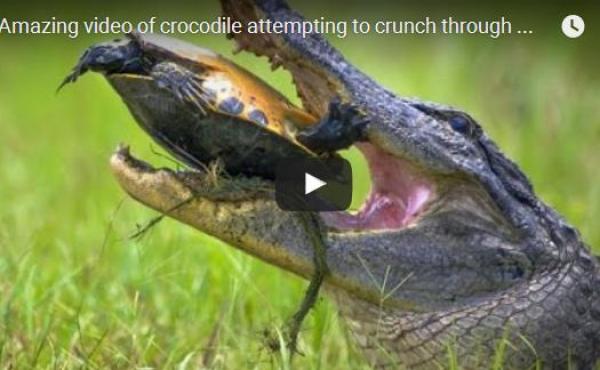 بالفيديو: تمساح ضخم يفترس سلحفاة في النهر