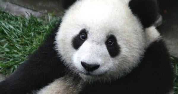 مشروعات الطاقة والتعدين تهدد تناسل حيوان الباندا في الصين