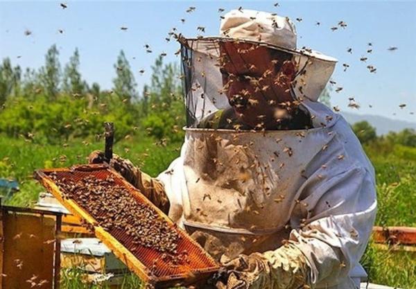 بمناسبة اليوم العالمي للنحل.. خبير يدعو إلى إرساء ثقافة حقيقية لتربية النحل بالمغرب