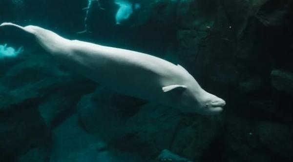 فرنسا تدرس الخيارات لإنقاذ الحوت "التائه" في نهر السين