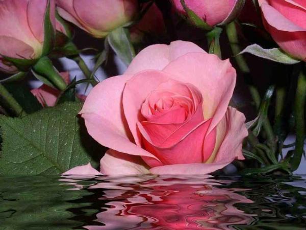 وصفات ماء الورد المذهلة للعناية بجمالك