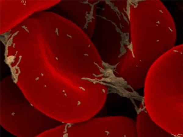 علماء يستنبطون أوعية دموية من ملعقتين فقط من الدم