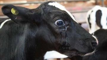 الأبقار في كيبيك تنفذ "الهروب الكبير" وتتسبب في فوضى