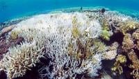 نصف الشعاب المرجانية في ماليزيا تتعرض للابيضاض بسبب الاحترار المناخي