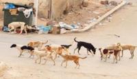 بوجريدة "تحرج" مجلس المنصوري وتراسل وزير الداخلية بخصوص "أزمة" الكلاب الضالة
