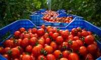 أسعار الطماطم تعود للارتفاع من جديد ومهنيون يوضحون الأسباب