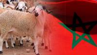 أنباء عن إقرار تدابير استثنانية خلال عيد الأضحى وفرض رخصة خاصة لذبح الأضحية بالمغرب