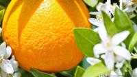 أزمة في صناعة عصير البرتقال نتيجة تراجع الإنتاج العالمي