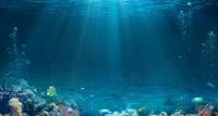 علماء يكتشفون “بيض أسود غامض” في أعماق المحيط