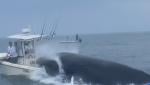 بالفيديو.. حوت أحدب يقلب قارب صيد في بريطانيا ويثير تفاعلاً واسعاً