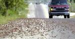 أسراب الصراصير تغزو طريق سيارات في الولايات المتحدة (فيديو)