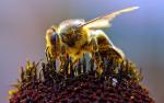 وفاة رجل بسبب هجوم سرب من النحل