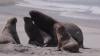 أسود البحر تطرد المصطافين من شاطئ كاليفورنيا (فيديو)