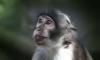 رصد أول إصابة بفيروس "جدري القرود" في بريطانيا