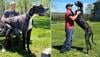 موسوعة "غينيس" تتوج الكلب "كيفن" بلقب أضخم كلب في العالم