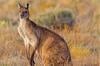 أستراليا تحقق في قتل 65 من الكنغر بشكل غير قانوني