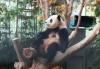 كوريا الجنوبية تودع الباندا المحبوب "فو باو"