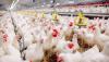 الأرجنتين تقرر حظر بيع الطيور "حية" لمنع انتشار فيروس أنفلونزا الطيور